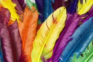 Feathers in Colors1450512592 300x200 - Feathers in Colors - Feathers, Direct, Colors